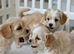 Tytuł;Adorable Hybrid Puppies – Cockapoo( maltipoo)