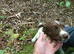 Springer pups