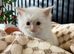 Flame point ragdoll kittens
