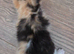 Cute persian kittens  ️