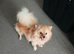 Lovely pom can deliver she great on long journey