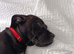 Cane corso x boxer