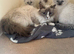 Ragdoll kittens