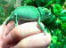 Stunning baby Yeman chameleons