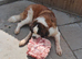 Fab looking Saint bernard girl 10 weeks