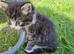 Beautiful male kitten for sale (9 weeks old)