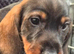 Standard wirehaired dachshund
