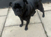 Pug