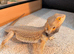 friendly bearded dragon