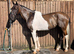 Georgie Snow pacing Horse
