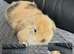 Mini Lop Babies