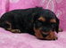F1 cavapoo DNA TESTED PARENTS