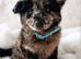 Reduced - CHOW SHEPHERDS READY NOW