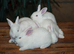 5 New Zealand White Rabbit Kits Available 3 does & 2 bucks