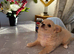 Chihuahua puppy