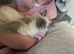 7 month old male ragdoll