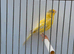 2025 waterslager canary hen proven