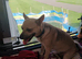 Chihuahua x Jack Russell cross