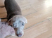 5 month old silver boy