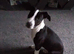 Bullgrey X Staffordshire bull terrier