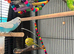 6 budgies