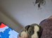 Female staffie