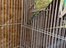 5 pairs of budgies