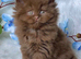 READY TO RESERVE Luxury pedigree male cinnamon/brown British longhair kitten