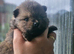Pomeranian Puppies For Sale