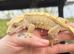 Female extreme lavender adults