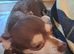 Jackawawa puppies