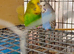 baby budgie ready to hand tame