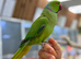 Ring neck parrot