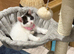 Female kitten