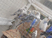 Young budgies 2026 born