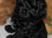 Beautiful F1 Shihpoos