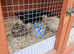 2 bonded mating quails