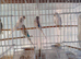 Baby budgies