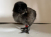 Chicks for sale