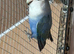 Female lovebird