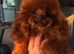 Micro asian toy poodle stud