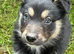 Beautiful Puppies for Sale