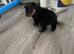 Rottweiler puppy’s (ruskies)