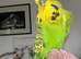 Super Tame Male Exhibition Budgie