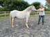 Welsh section A four year old mare