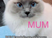 Ragdoll Kittens blue mitted boy / blue girl / Bi colour girl