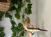 Silverbills finches