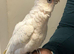 9 months old handreard beared eyed cockatoo for sale or px