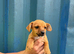 JR terrier X boy