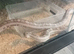 White sided black rat snake